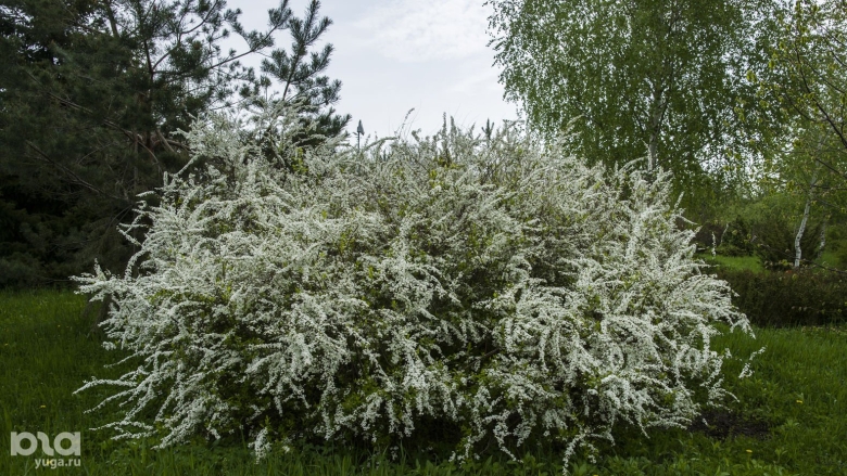 Кустарник белые цветы Краснодар название