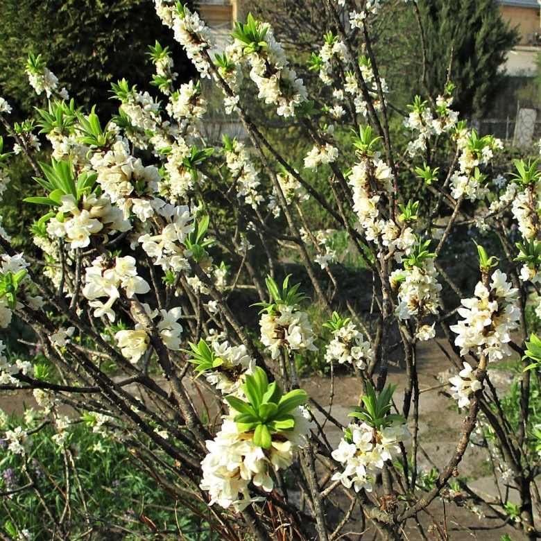 Цветущие кустарники в Сочи весной