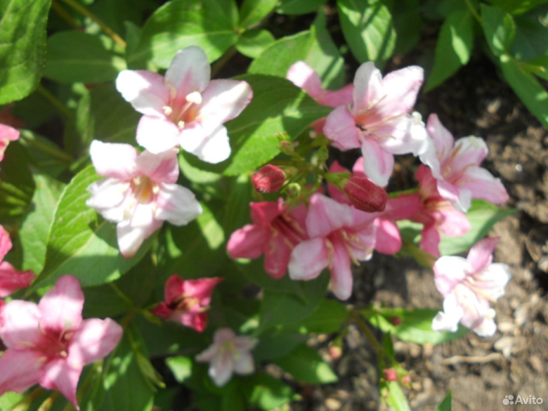 Декоративные кустарники Краснодарского края