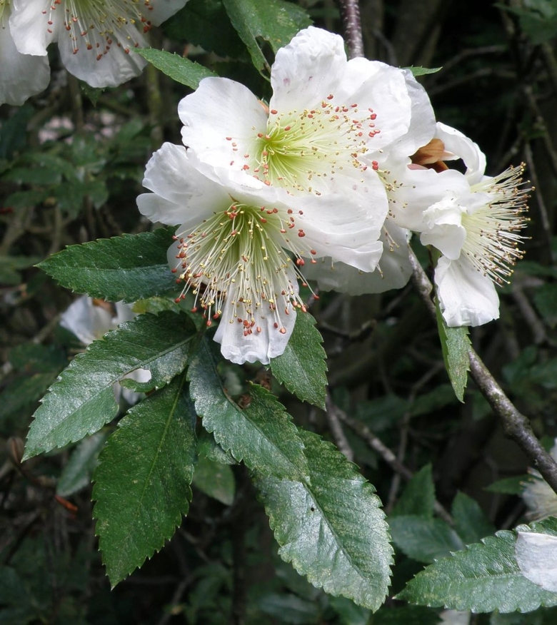 Eucryphia cordifolia