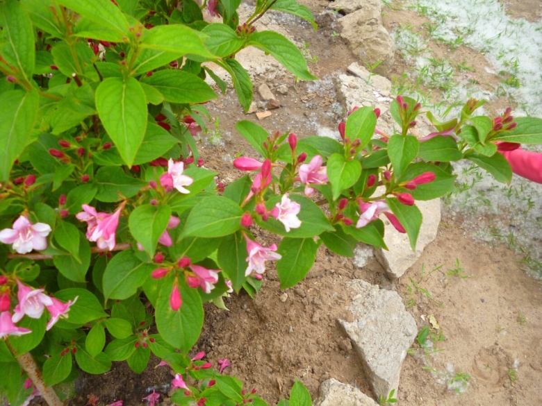 Вейгела кустарник танго