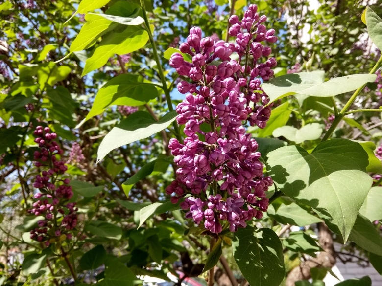 Сирень в краснодаре