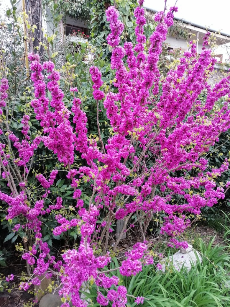 Cercis siliquastrum