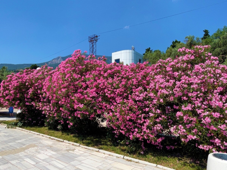 Вечнозеленый кустарник Средиземноморья