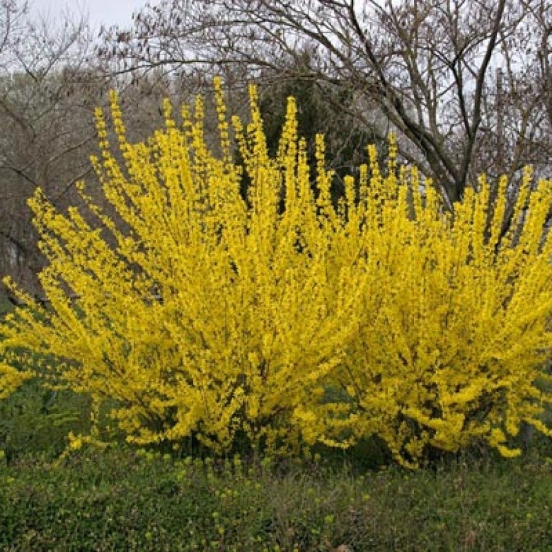 Форзиция промежуточная линвуд