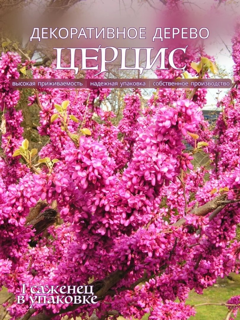 Церцис иудино дерево
