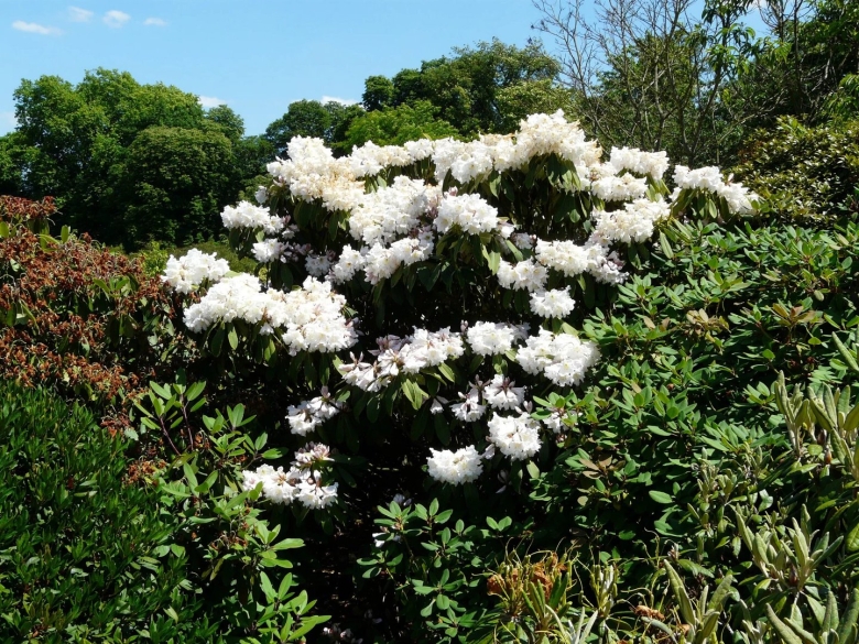 Fortunei рододендрон