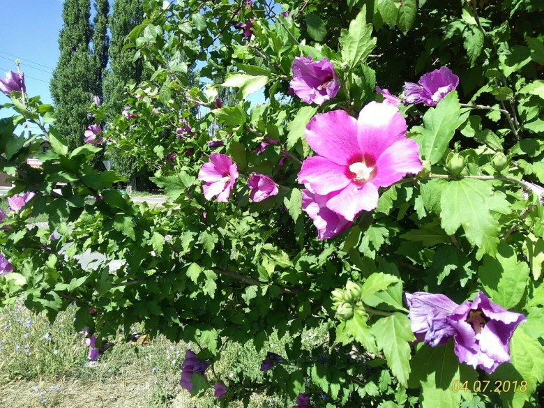 Цветущий гибискус Витязево