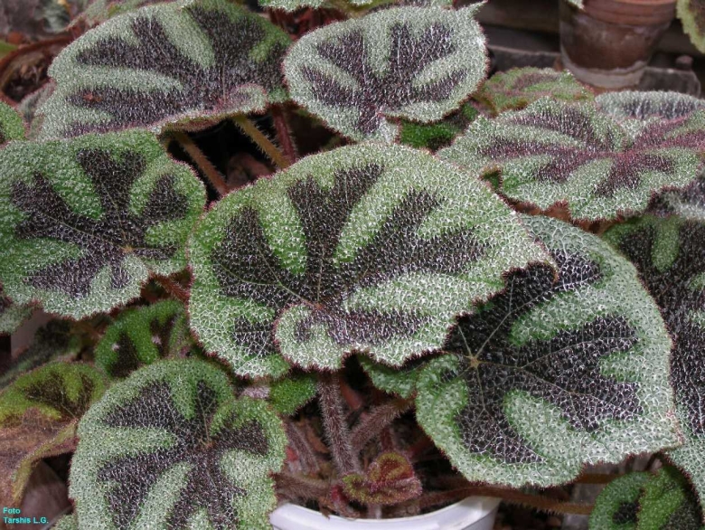 Бегония Мэсона Begonia masoniana
