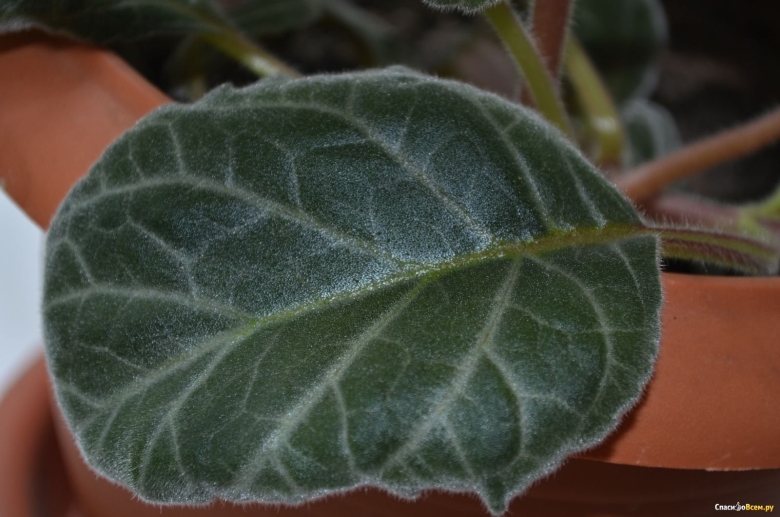 Комнатные растения с бархатными листьями