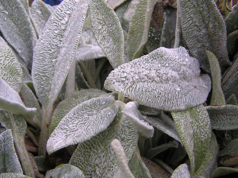 Чистец шерстистый Византийский