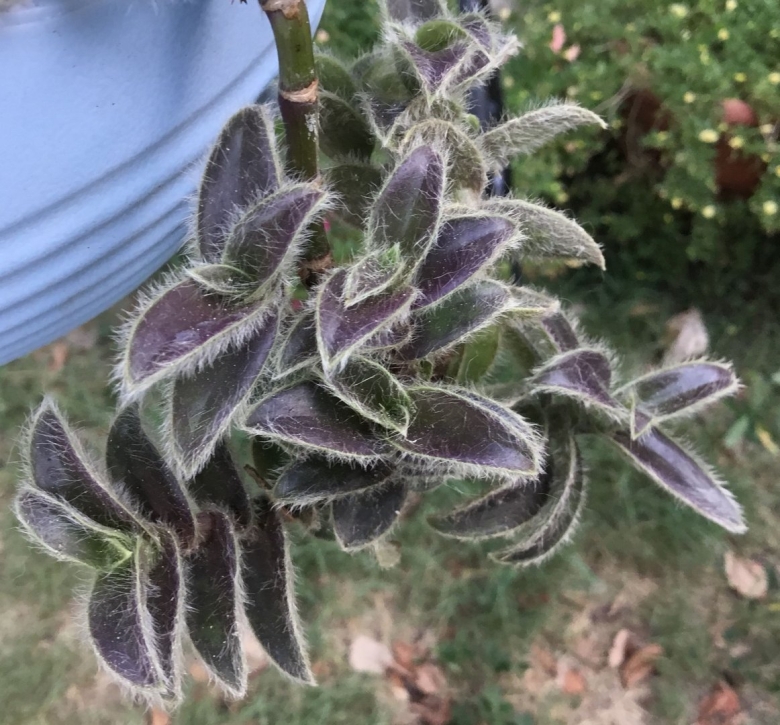 Цианотис somaliensis