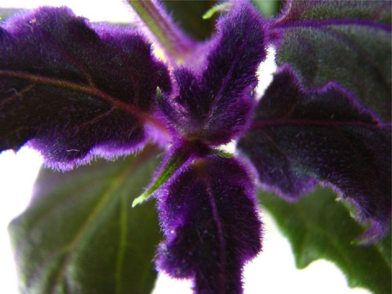 Традесканция гинура