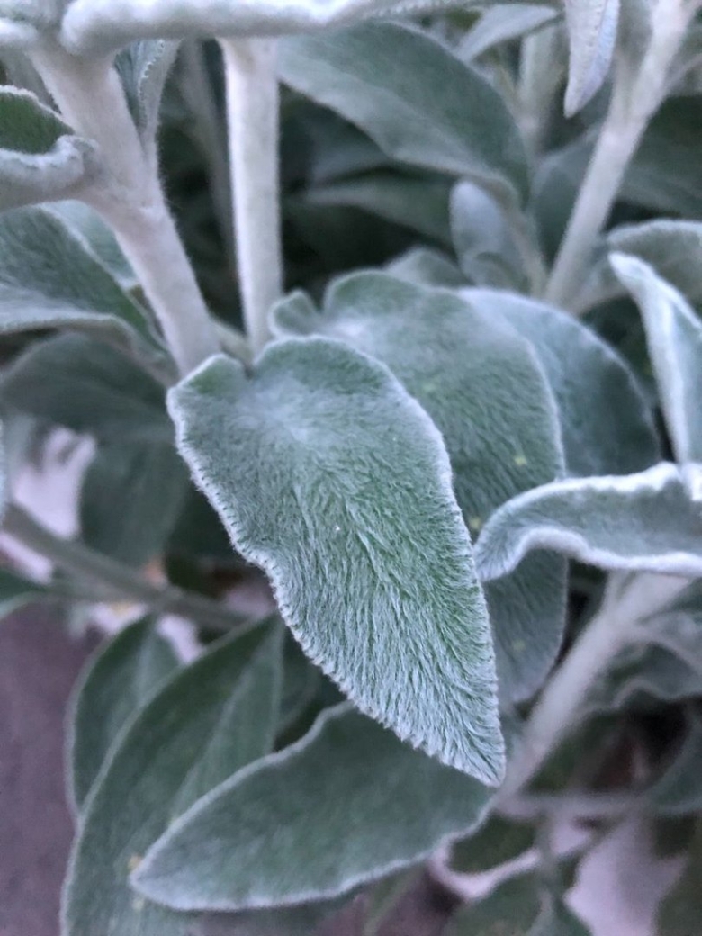 Чистец шерстистый овечьи ушки