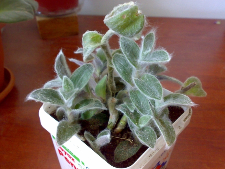 Традесканция с пушистыми листьями