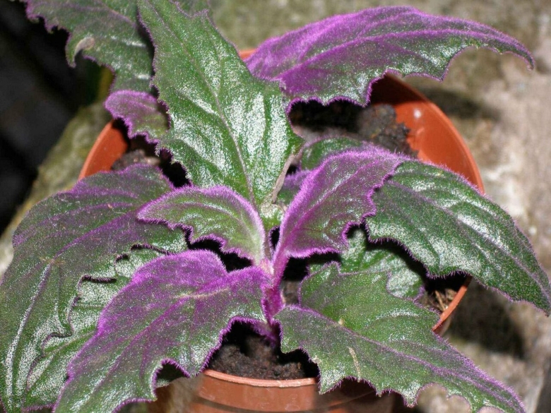 Гинура вариегатная