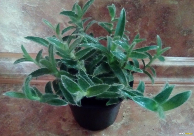 Цианотис сомалийский