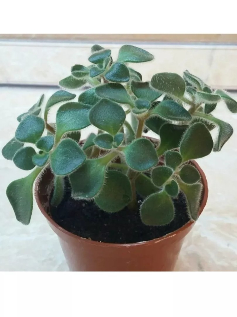 Толстянка аихризон