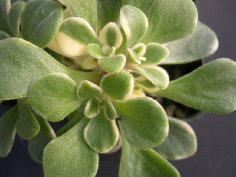 Аихризон очитколистный