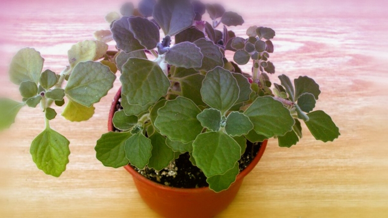 Росток мяты плектрантус