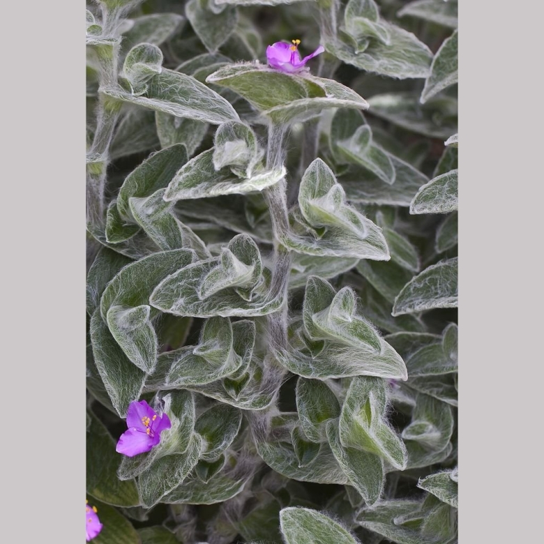Tradescantia sillamontana