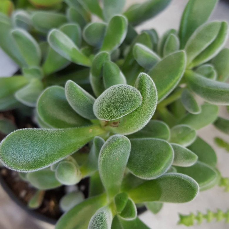 Крассула конгеста