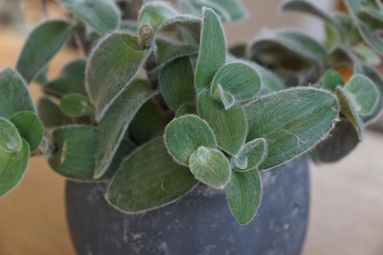 Традесканция силламонтана