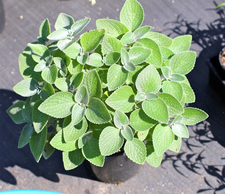 Плектрантус ароматный мята