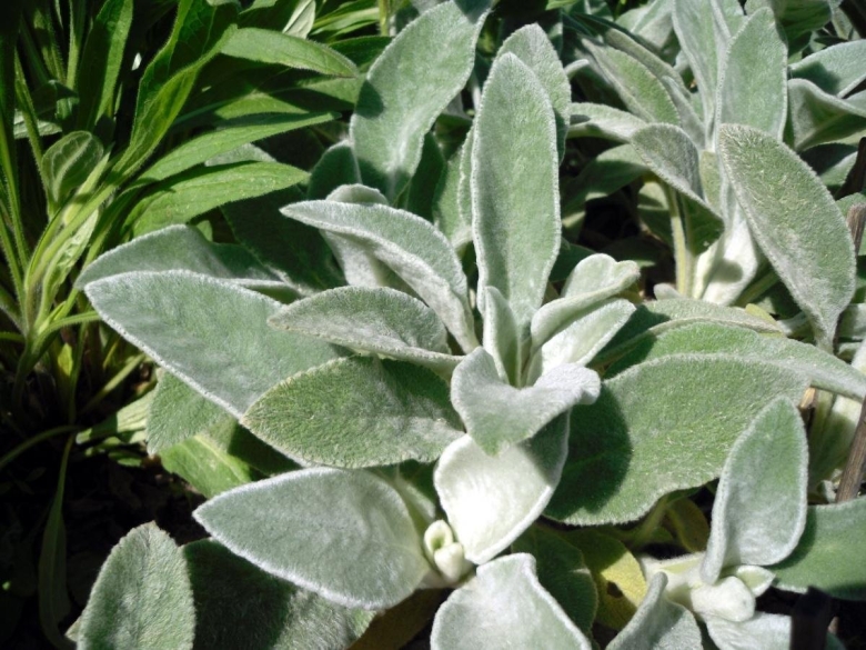 Стахис Медвежьи ушки