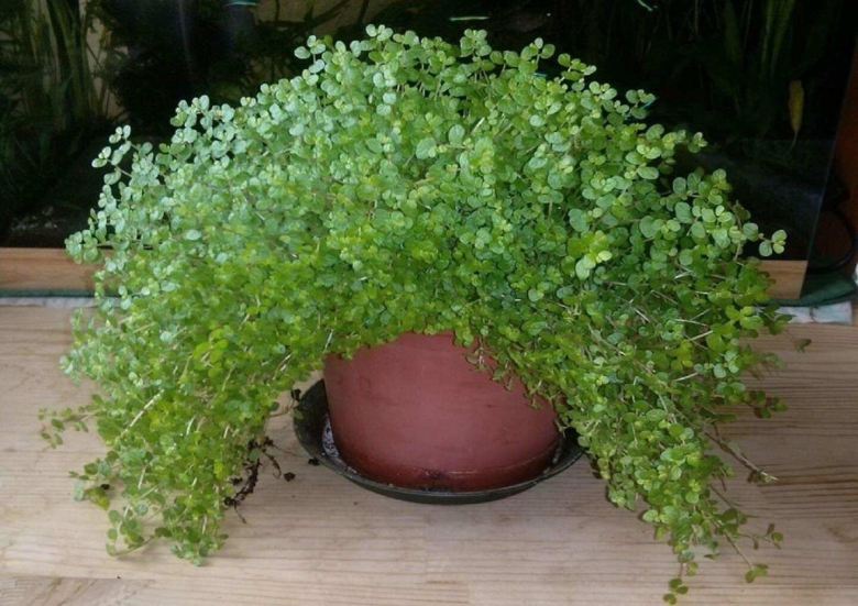 Гелксина солейролия