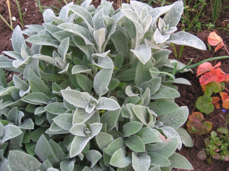 Чистец шерстистый овечьи ушки