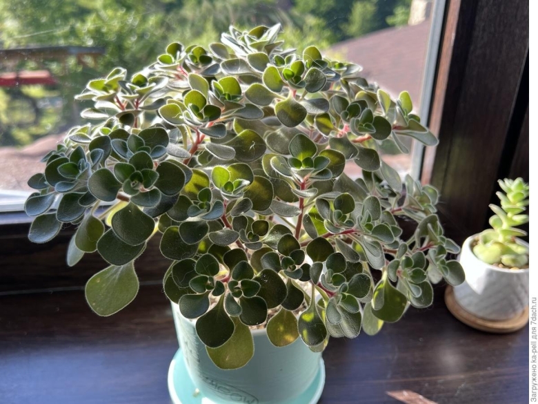 Аихризон суккулент