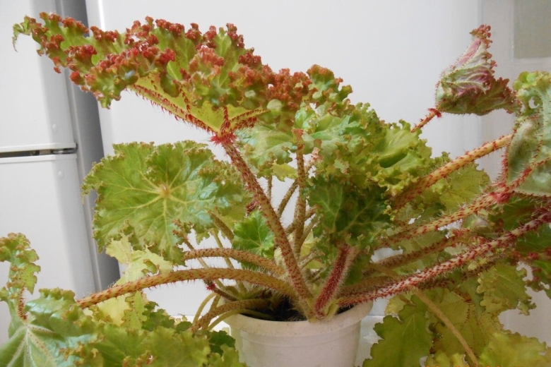 Бегония борщевиколистная Клеопатра