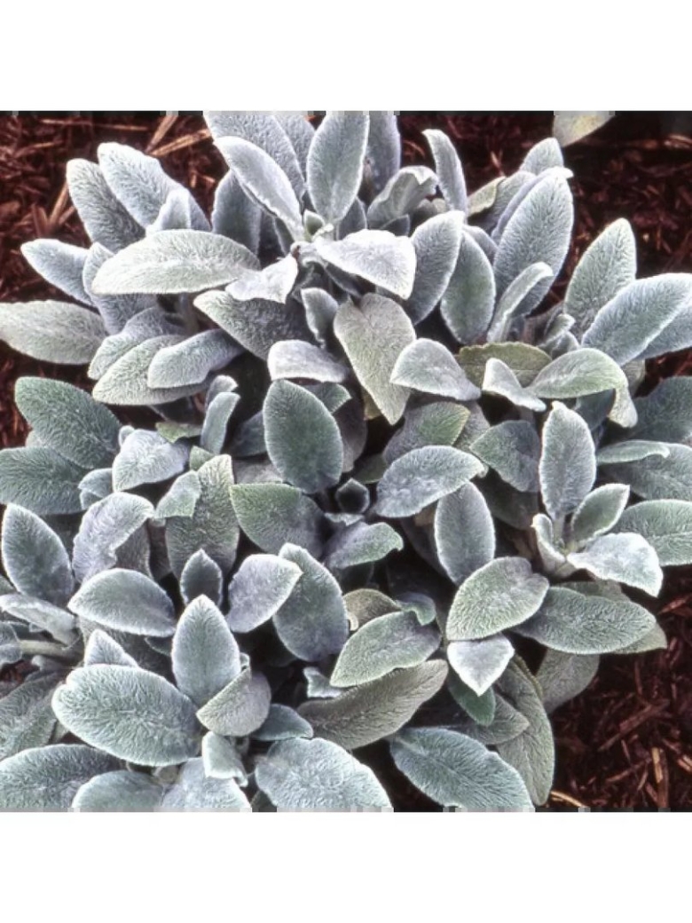 Чистец шерстистый овечьи ушки