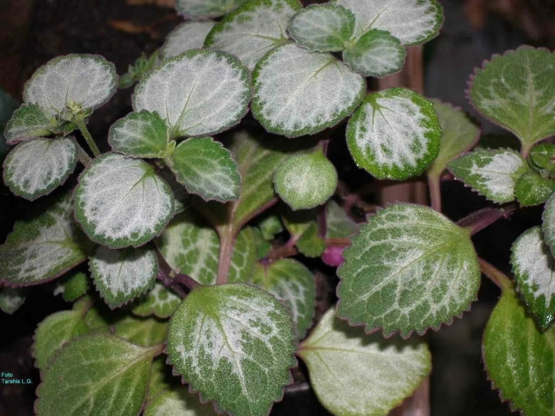 Плектрантус колеусовидный