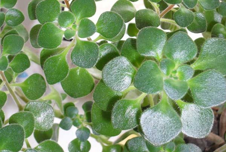 Толстянка аихризон