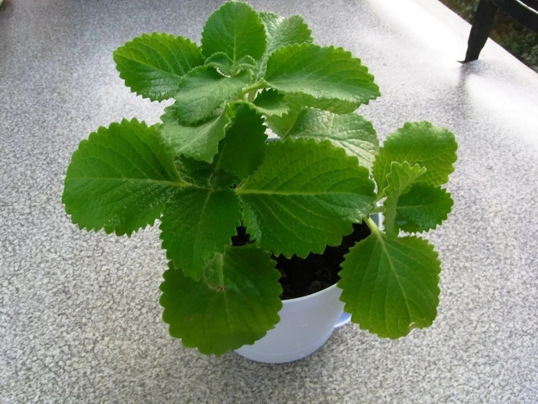 Плектрантус ароматный мята