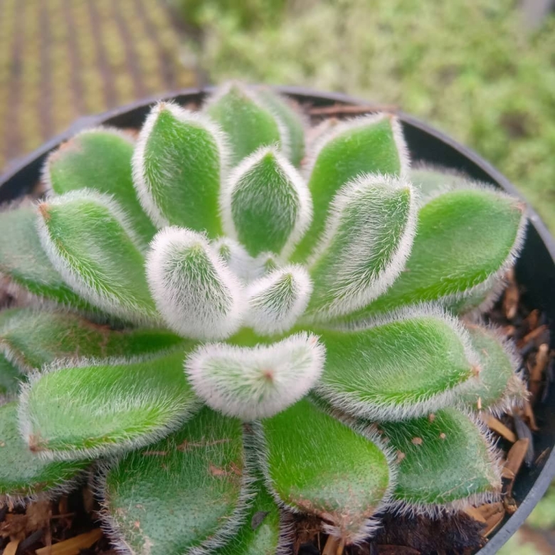 Садовый цветок с пушистыми листьями