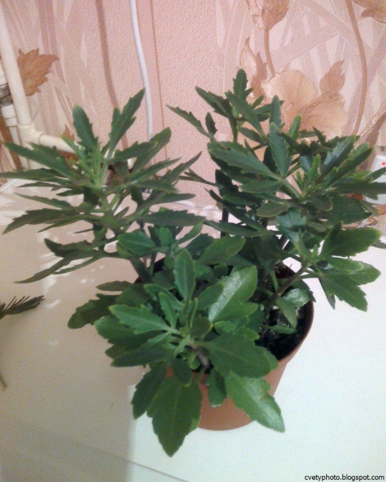 Комнатные цветы с названиями