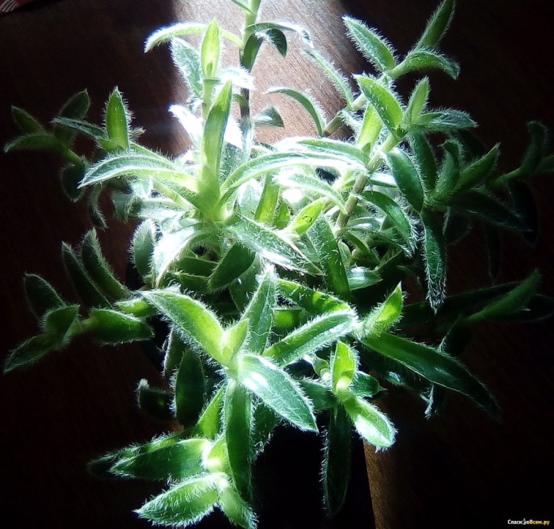 Цианотис сомалийский