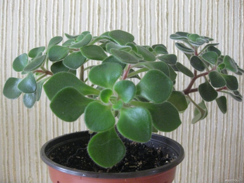 Цветок аихризон дерево счастья