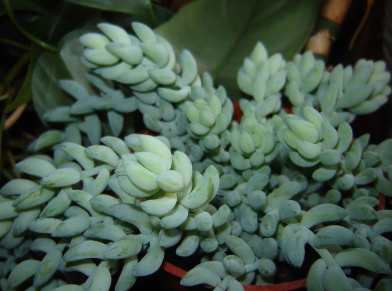 Суккулент Очиток Моргана