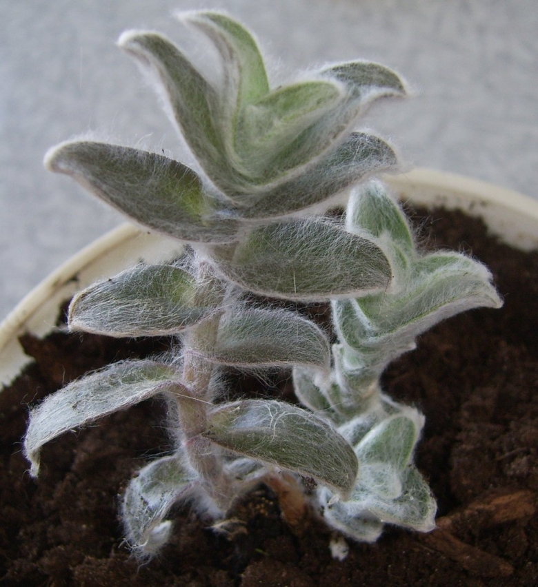 Каланхоэ с пушистыми листьями