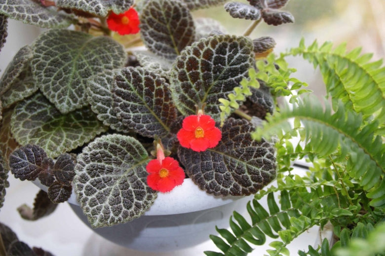 Эписция Северное сияние