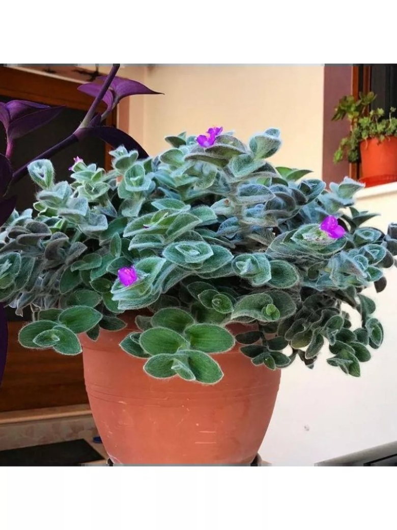 Традесканция пушистая силламонтана