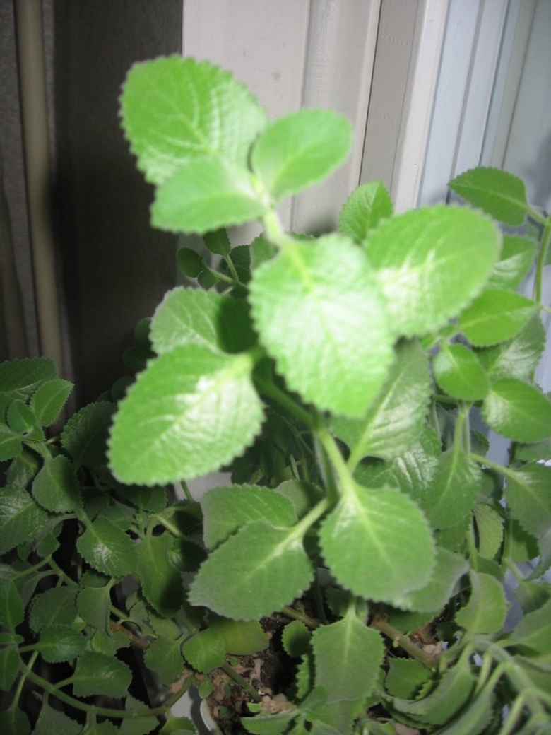 Плектрантус шпороцветник