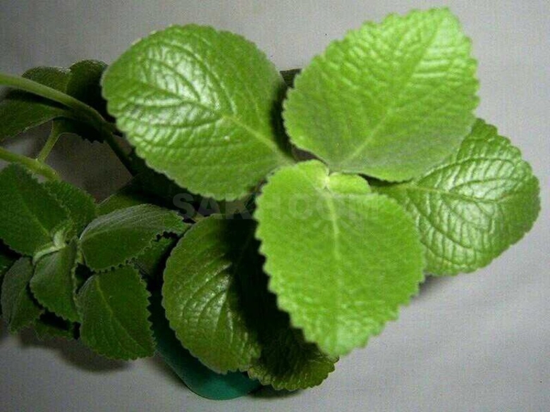 Плектрантус лимонный