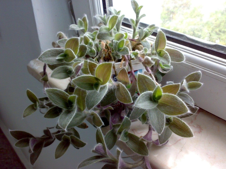 Традесканция силламонтана вельвет Хилл