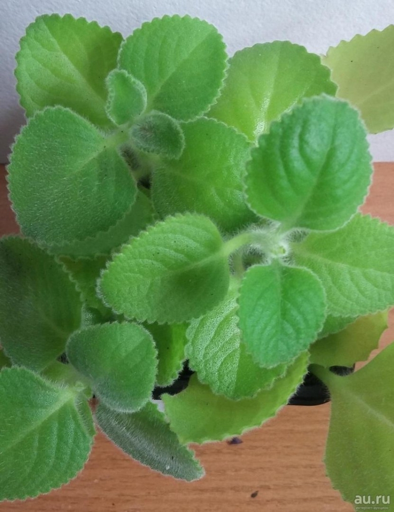 Мята плектрантус войлочная