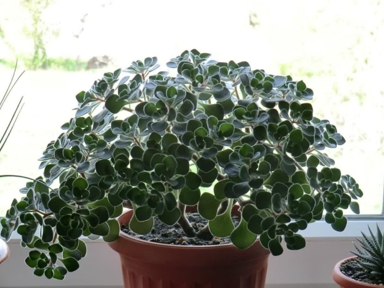 Аихризон дерево любви